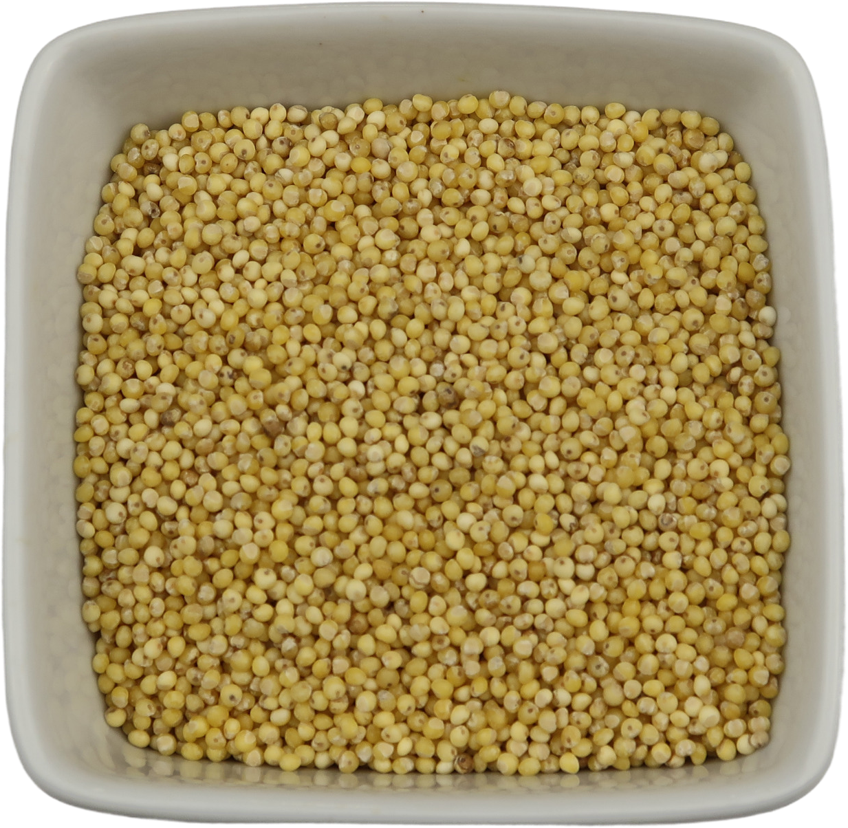 Millet Seeds - Panicum Miliaceum