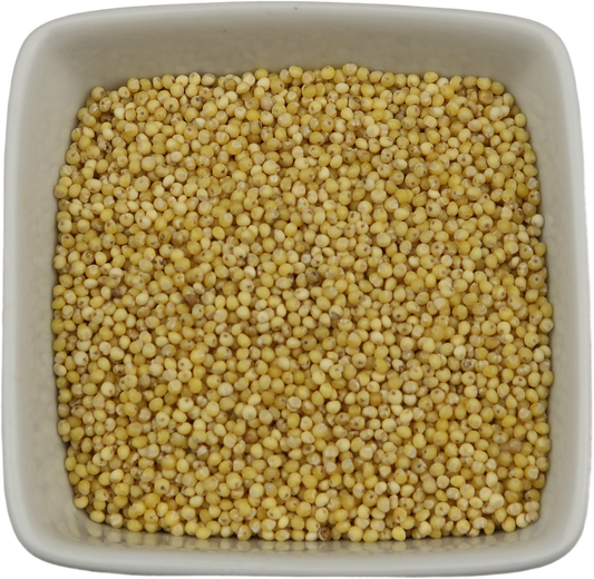 Millet Seeds - Panicum Miliaceum